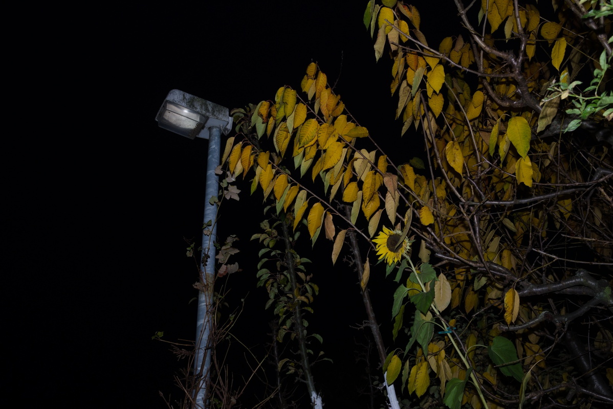 IMGP3855.tif